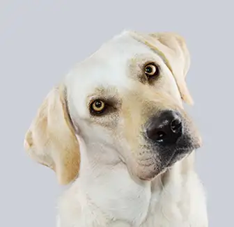Hund neigt aufmerksam seinen Kopf
