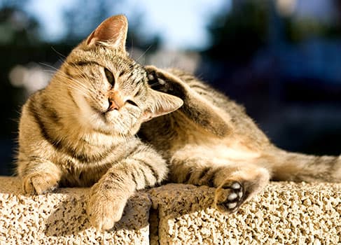 Wie Kommt Es Bei Katzen Zu Einer Futtermittelallergie Vs