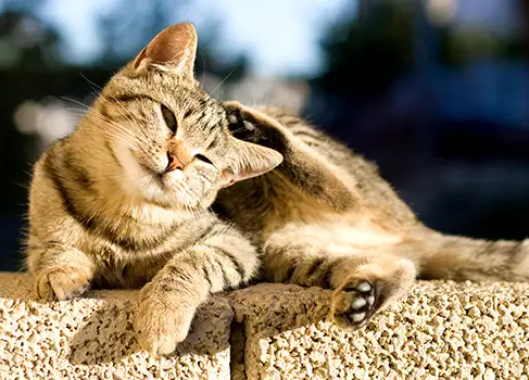 Wie kommt es bei Katzen zu einer Futtermittelallergie? |VS.
