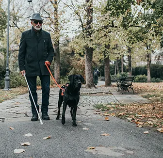 Blindenführhund und Mann im Park