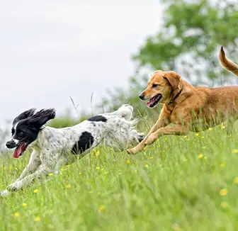Hunde rennen über die Wiese