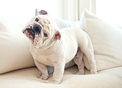 Englische Bulldogge auf der Couch