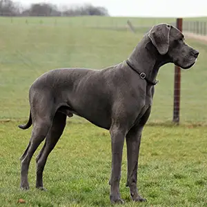 Deutsche Dogge