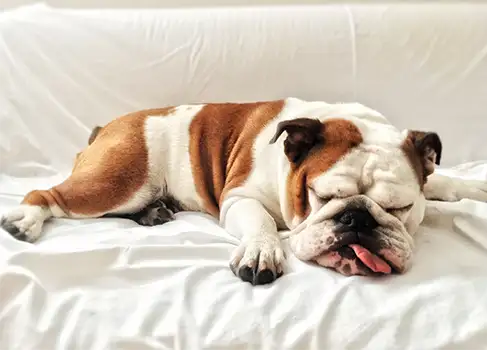 faule Bulldogge liegt mit Hängender Zunge auf dem Sofa