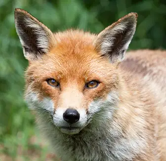Fuchs
