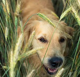 Hund läuft durch das Getreidefeld