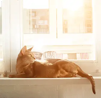 Katze liegt auf der Fensterbank in der Sonne