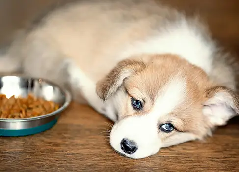 Hund hat keinen Appetit