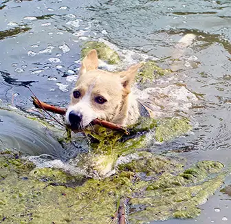 Hund schwimmt im See zwischen Algen