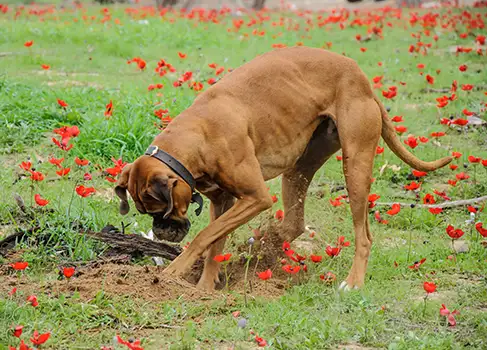 Hund verbuddelt ein Gebiss im Garten