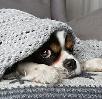 Hund schaut utner einer Decke hervor