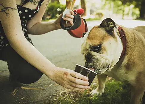Eisrezepte für Hunde Hund schleckt Eis