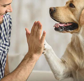 Bei pupillen was große hunden bedeuten du den