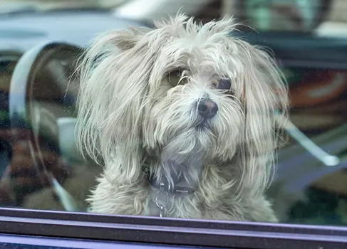 Hund im Auto im Winter