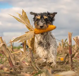 Hund rennt mit einem Maiskolben über das Feld