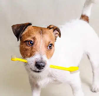 Hund mit Zahnbürste