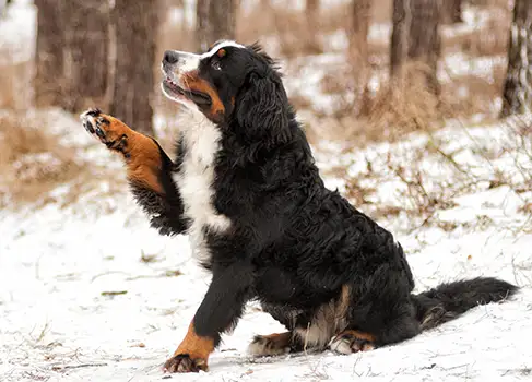 Hund mit Pfotenproblemen durch Schnee