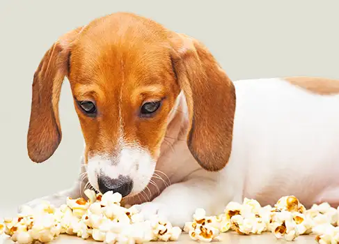 Hund liegt in einem Haufen Popcorn
