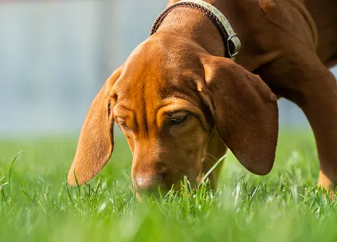Hund schnüffelt am Gras