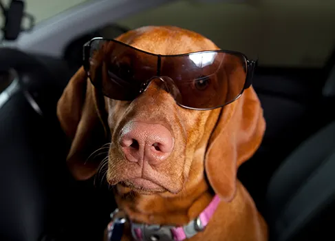 Sinnvolle Ergänzungen für den Reisekoffer Hund mit Sonnenbrille