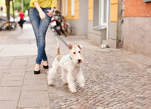 Hundegesetze in Berlin Hund an der Leine