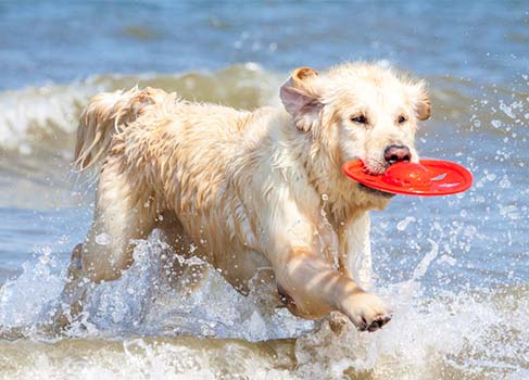 Hund in der Nordsee mit Frisbee im Mund