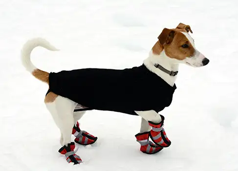 Hund mit Schneeschuhen
