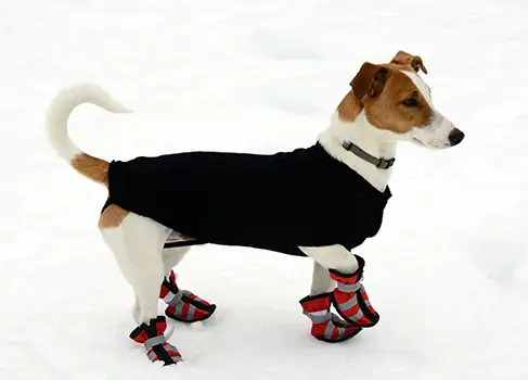 Hundeschuhe für sehr empfindliche Pfoten Hund mit Schneeschuhen