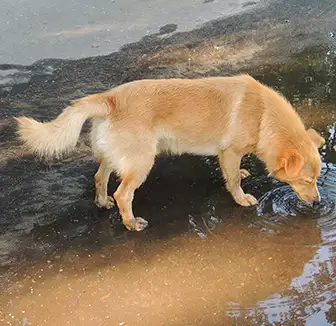 Hund trinkt aus Pfütze
