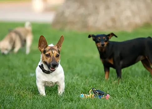 Hunde mit Spielzeug
