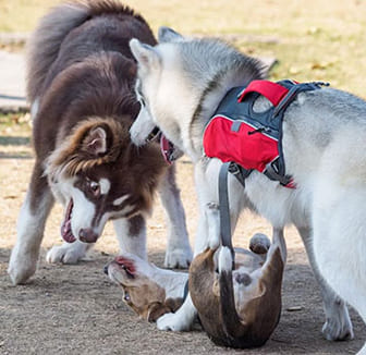 Mobbing Wenn Der Hund Andere Vierbeiner Schikaniert Vs