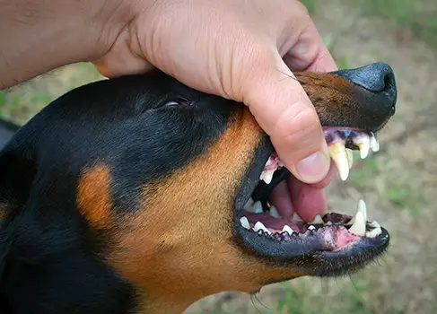 sammen celle Bygger Mundgeruch beim Hund - Ursachen erkennen und bekämpfen | VS.