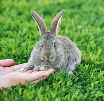 Menschenhände berühren Kaninchen auf grünem Rasen