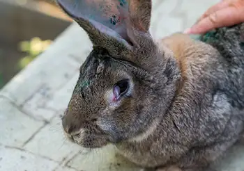 Kaninchen leidet unter entzündeten Augen