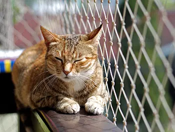 Katze liegt auf dem Balkon