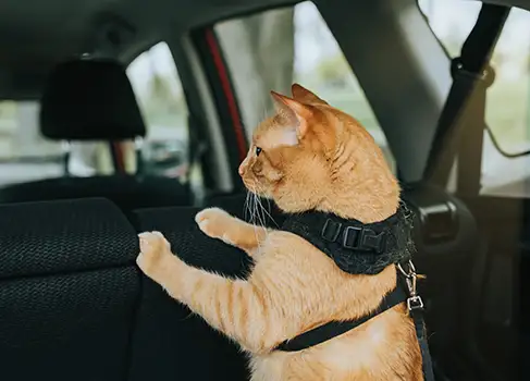Die Katze fährt mit im Auto