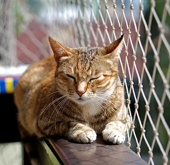 Katzes sitzt auf dem Balkongeländer