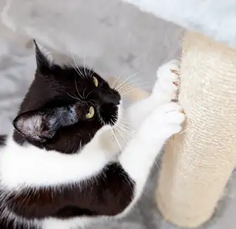 Katze richtig erziehen Katze kratzt am Kratzbaum