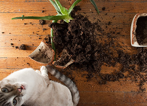 Katzenerziehung Katze wirft Blumentopf um