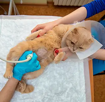 Katze Spuckt Durchsichtigen Schleim