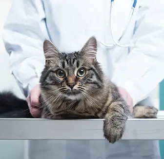 Katze Beim Tierarzt Durchchecken Lassen Kosten