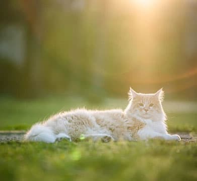 Hitzschlag bei Katzen Katze liegt in der Sonne