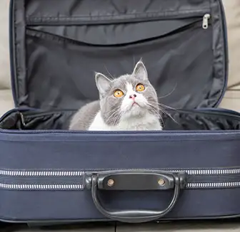 Katze sitzt im Reisekoffer