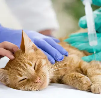 Katze bekommt eine Impfung