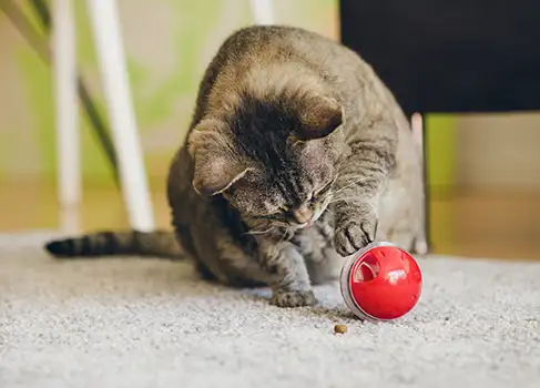 Intelligenz der Katze fördern Katze spielt mit Intelligenzspielzeug