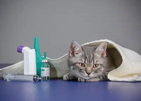 Katze neben Medikamenten