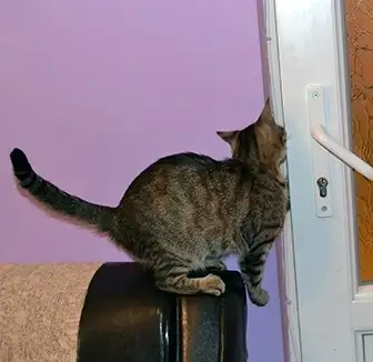 Katze kratzt an der geschlossenen Tür
