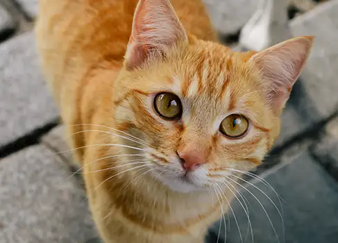 Rote Katze mit einem M auf der Stirn