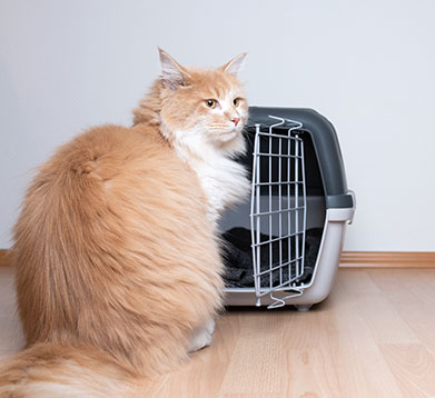 Die Katze will nicht in die Transportbox Die Katze will nicht in die Transportbox