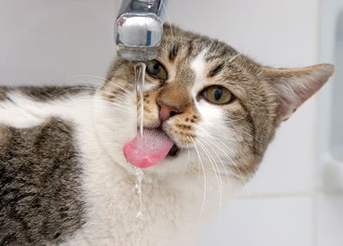 Katzen krebs erkennen bei Kieferkrebs bei